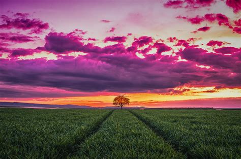 Wallpaper Sunset Horizon Field Tree Grass Clouds 4738x3138