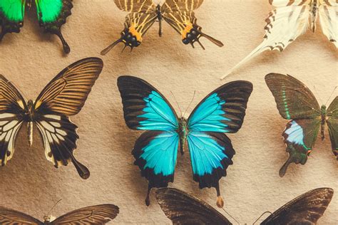 Butterfly Collection Free Stock Photo Public Domain Pictures