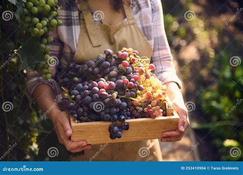 Focus On Ripe Juicy Grapes In Wooden Box In The Hands Of Female Vine