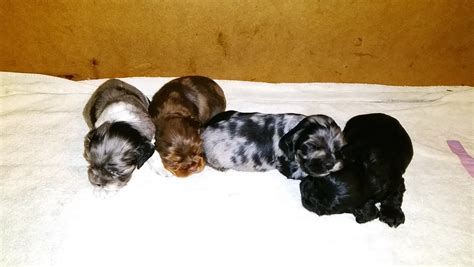 Bob is a unique colored pup that seems to keep changing. Parti Color Cocker Spaniels - Puppies For Sale at Penny ...