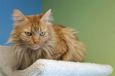 The animals listed on this page are available for adoption. Chicago Cats Up For Adoption: Adoptable Pets In The ...