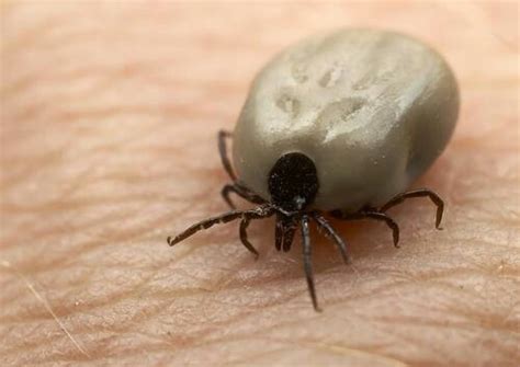 The first tick will be less than or equal to min, and the last tick. Summeridge Animal Clinic | Learn How to Protect Your Dog ...