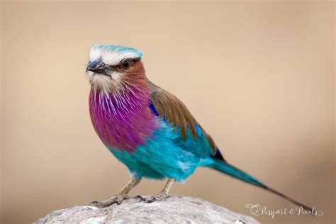20 Most Beautiful Birds In The World Passport And Piano