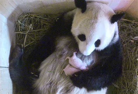 Giant Panda Gives Birth To Twins At Vienna Zoo The Tribune India