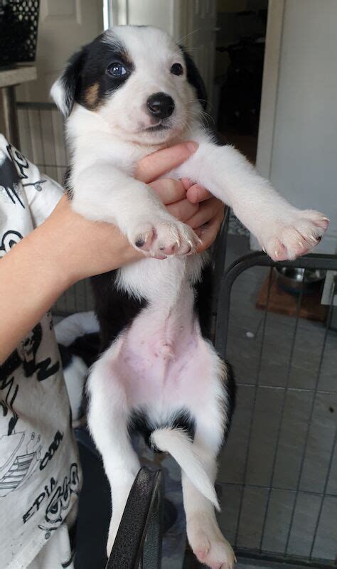 Border Collie X Saluki Greyhound Puppies For Sale In Liverpool Merseyside