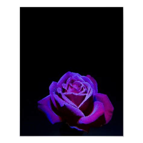 Purple Rose With Water Drops On Black Background Poster Size Small