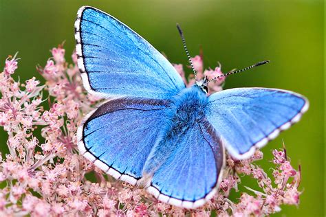 Adonis Blue Dorset Butterflies