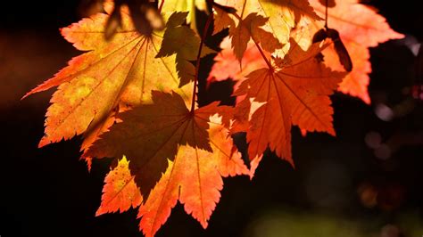 Autumn Leaves Mac Wallpaper Download Allmacwallpaper