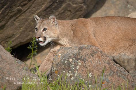 Mountain Lion Puma Concolor 15837 Natural History Photography