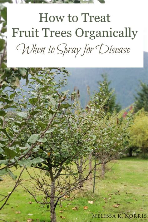 Therefore, waiting until harvest to spray will not prevent. How to Treat Fruit Trees Organically: When to Spray for ...