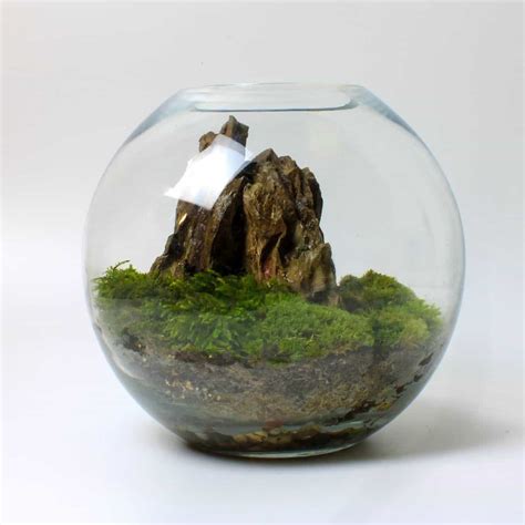 How To Make A Moss Terrarium Diy Mossarium Step By Step