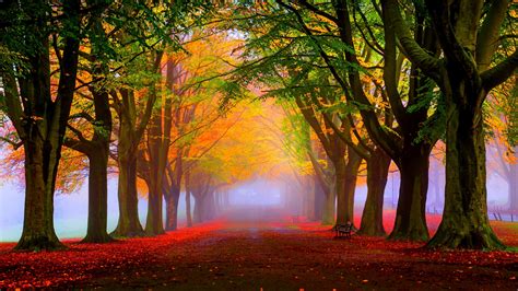 Red Leaves And Fog In The Park Autumn Landscape Wallpaper Download