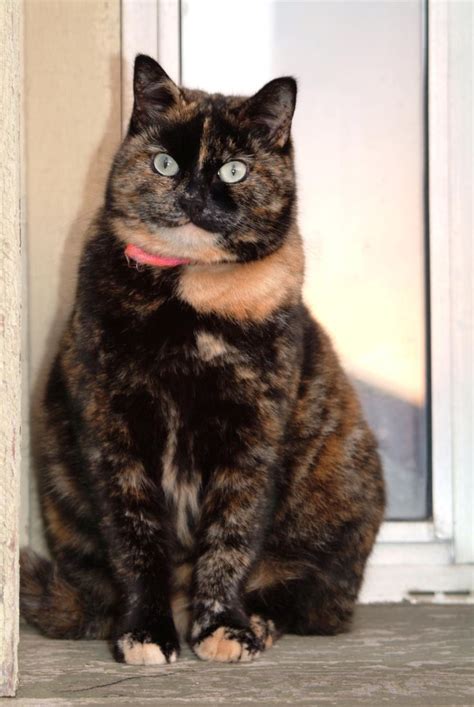 172 Best Images About Cats For Holly Our Tortoiseshell