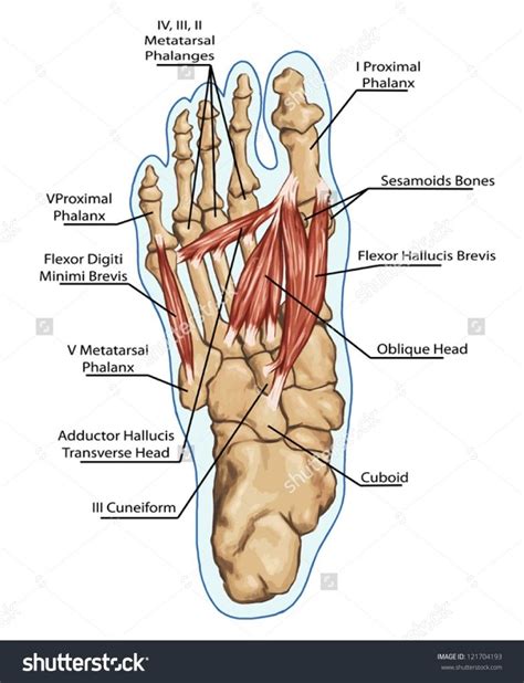 They retract the foot and effect. Pin en Anatomy