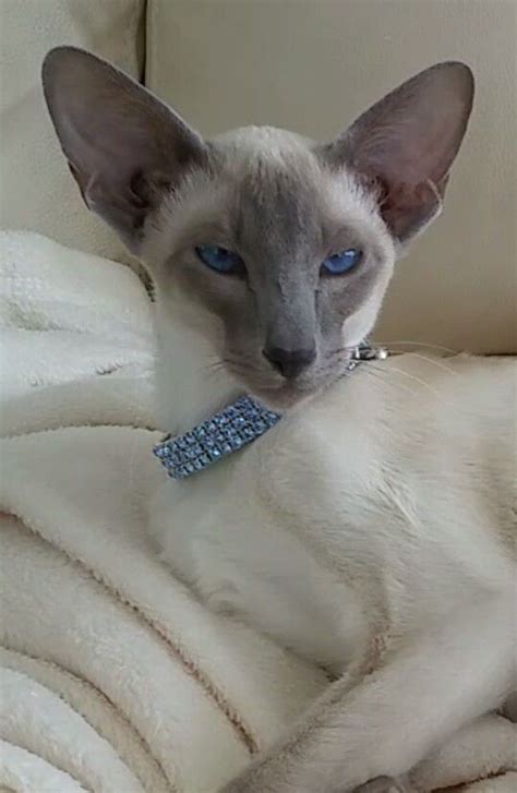 Kiyoshi My Blue Point Siamese Kitten Cat Breeds Siamese Cats Blue