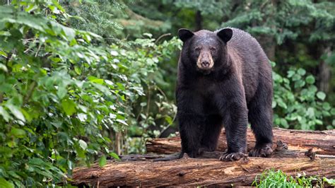 Early Bear Hunting Season Opens In Southeast Ny Northern Zone Is Sept 14