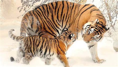 La gestación del tigre