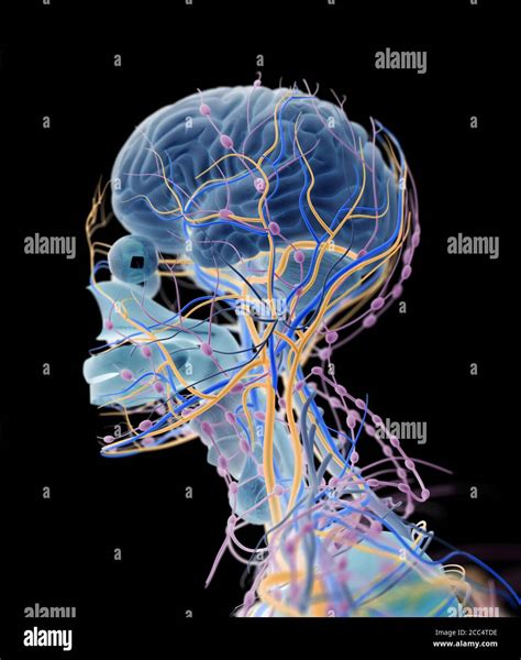 Illustrazione Dellanatomia Della Testa Umana Del Cervello Delle