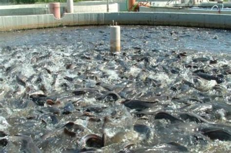 Cameroon Seeks To Produce Low Cost Aqua Feed To Boost Fish Production
