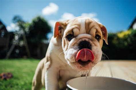 You can start supplementing your puppy's diet with food and water from four weeks of age by simply introducing it to them with some of their puppy food thinned with water. Puppies drink water Stock Photo free download