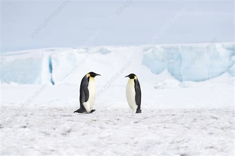 Emperor Penguin Feeding Journey Stock Image C0458900 Science