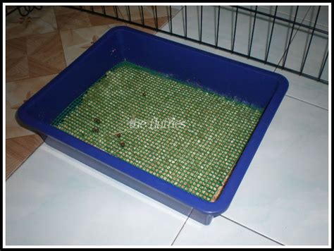 Diy Littertray Idea For Bunny Rabbit Litter Indoor