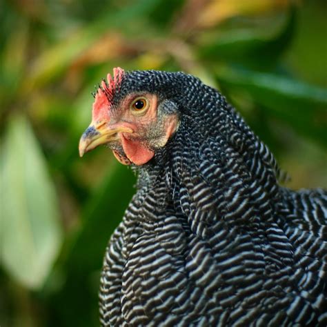 Barred Plymouth Rock Chicken All About The Plymouth Rock Chicken Breed