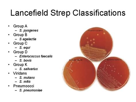 Staph And Strep Cocci Morphology Catalase Test Enzyme