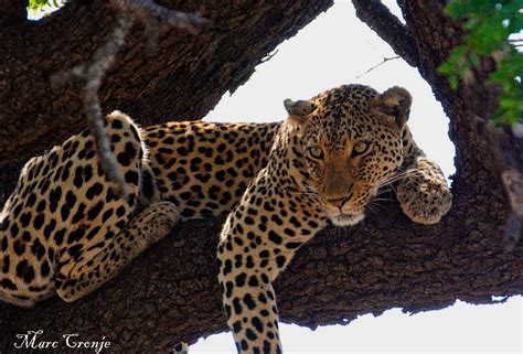 Kruger National Park — Destination Wildlife