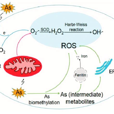PDF The Role Of Reactive Oxygen Species In Arsenic Toxicity