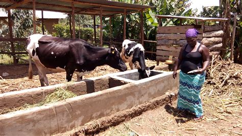 Dairy Farming Loans In Kenya Farm House
