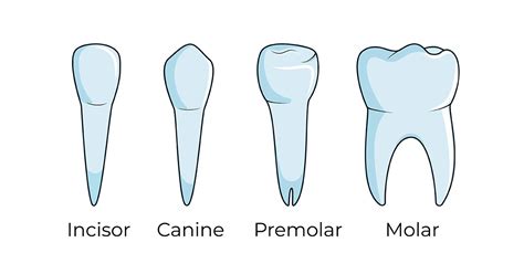 Get To Know The Four Types Of Teeth In Your Mouth