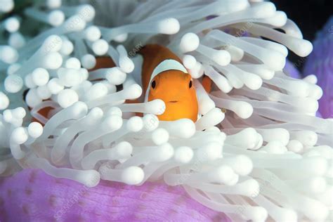 Clownfish In Host Anemone Stock Image C0364875 Science Photo Library