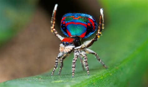 Top 10 Most Beautiful Spiders In The World With Details