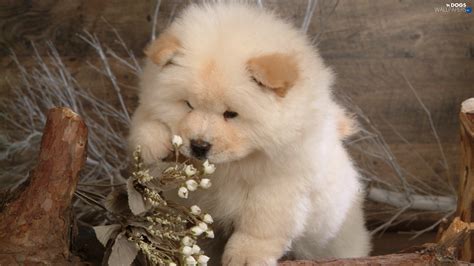Chow Puppie Small Chow White Dogs Wallpapers 1920x1080