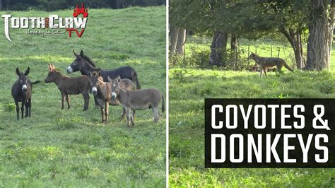 Coyotes And Donkeys Coyote Hunting Youtube