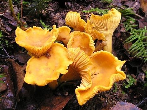 Michigan Mushroom Photos