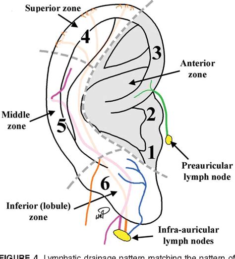 Figure 3 From Lymphatic Drainage Of The External Ear Semantic Scholar
