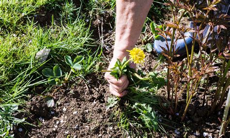 Tough Garden Weeds And How To Kill Them Which News