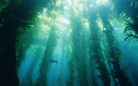 Kelp Forest Wallpapers Top Free Kelp Forest Backgrounds Wallpaperaccess