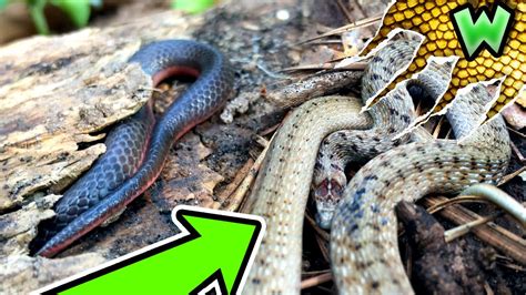 How To Catch Snakes In Your Backyard Can I Catch It Youtube