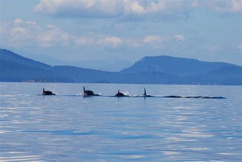 Orcas Mayne Island Best Places To Travel Orca Vancouver City