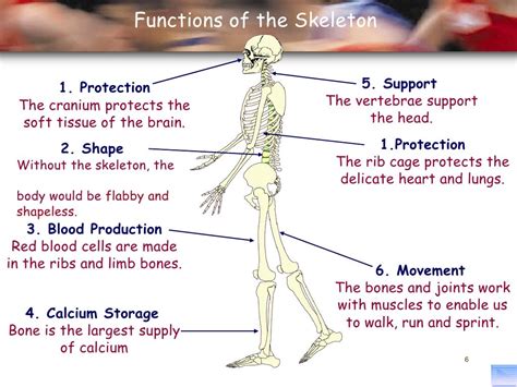 Skeletal System Structure And Function