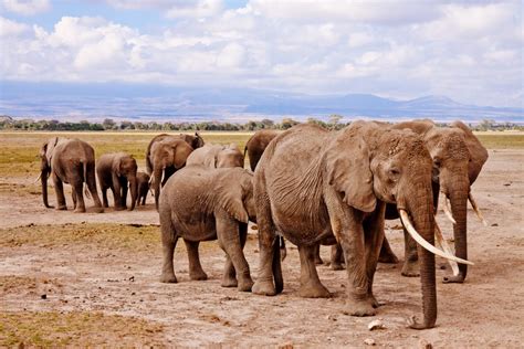 Banco De Imagens Animal Terrestre Elefantes E Mamutes Vertebrado