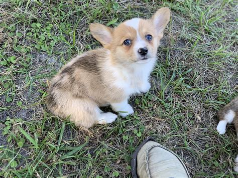 Here are some from nearby areas. Pembroke Welsh Corgi Puppies For Sale | Brooksville, FL ...