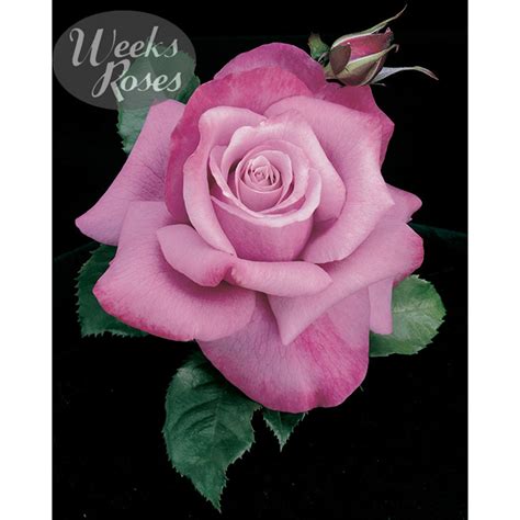 Rosa Barbara Streisand Hybrid Tea Roses Arts Nursery Garden And