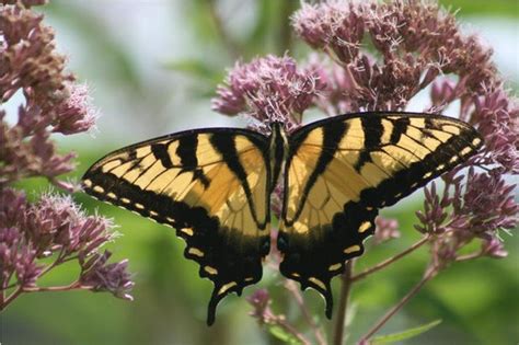 Plants that attract butterflies in florida. 15 Native Flowers That Attract Butterflies