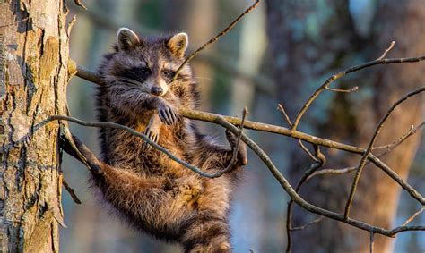 This year has been a series of surprises none of us would have imagined, and it can be. Finalistas COMEDY WILDLIFE PHOTOGRAPHY AWARDS 2020 ...
