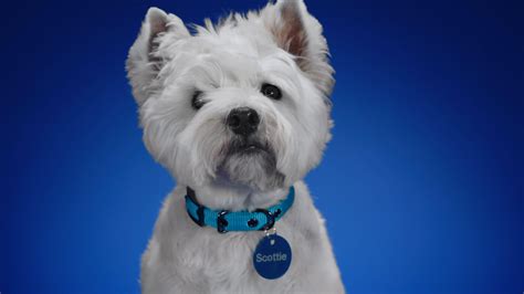 You Need To Meet Scottie Iconic Brand Introduces Furry New Mascot Pr