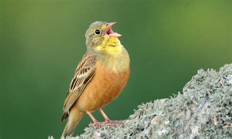 Ortolan Bunting Bird Facts Emberiza Hortulana Az Animals